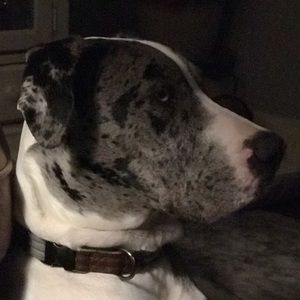 Meet your Posher, Neil